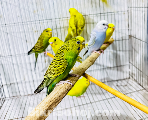 বাজরিগর পাখি। Budgie bird